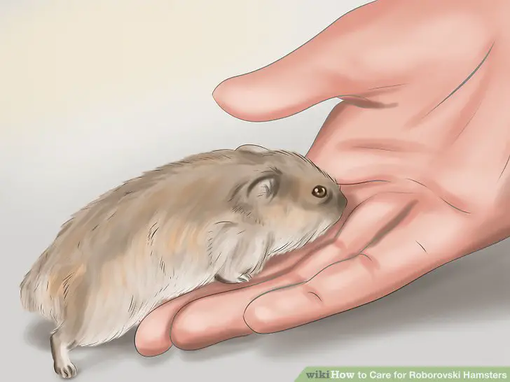  Allow your hamster to sniff your hand while in the habitat