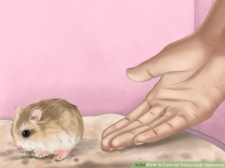 Respect your hamster’s individual personality