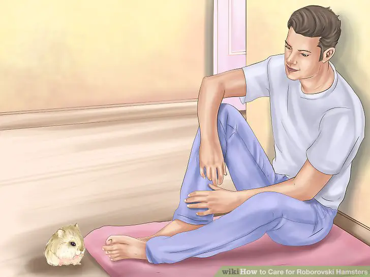 Sit down when handling your hamster