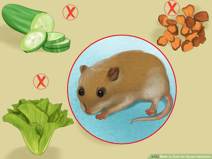 Avoid feeding your hamster foods that are not good for it