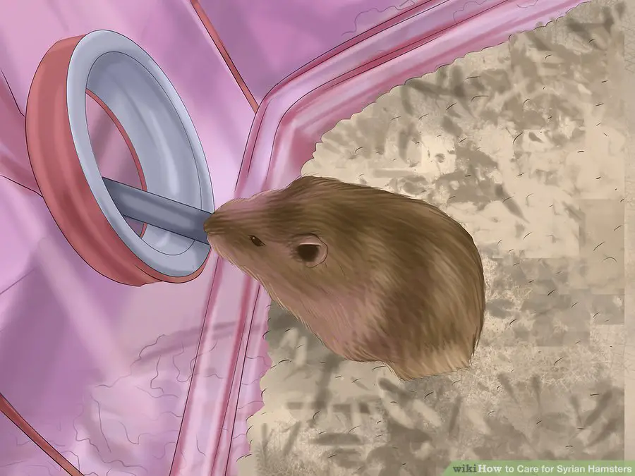  Provide the hamster with clean, fresh drinking water