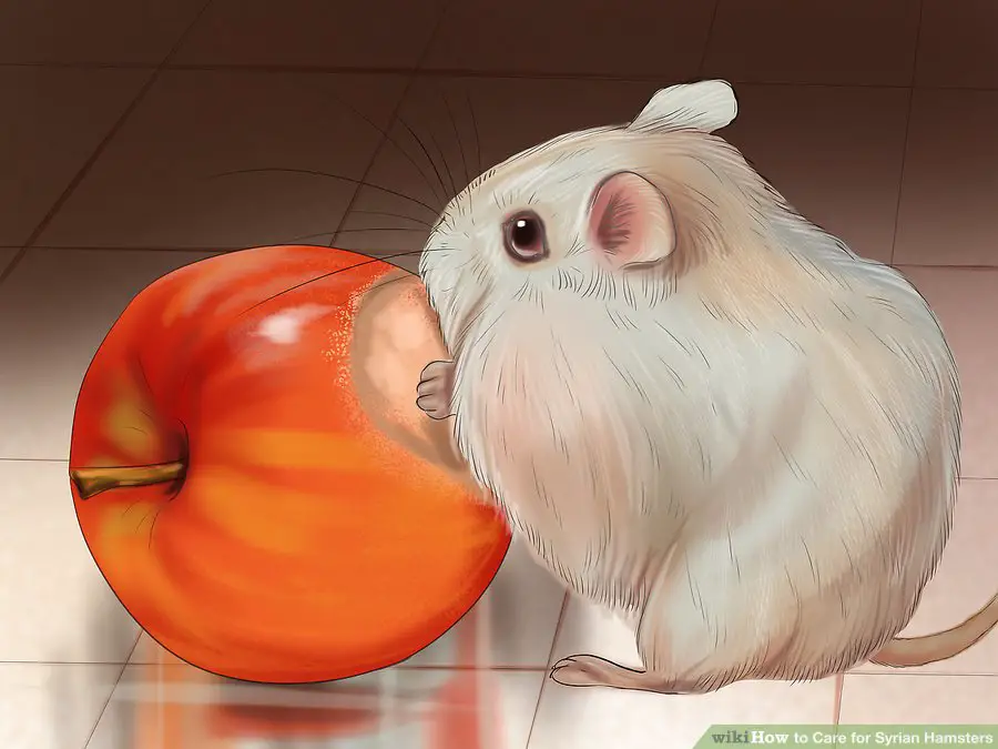 Provide chews to help file down the hamster's teeth