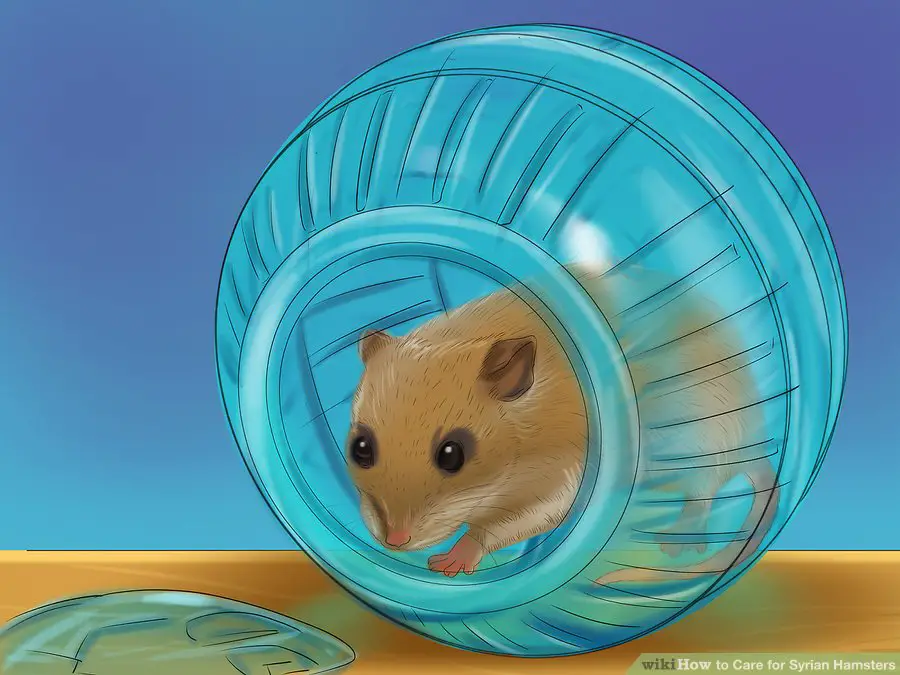 Relocate the hamster while you clean its cage