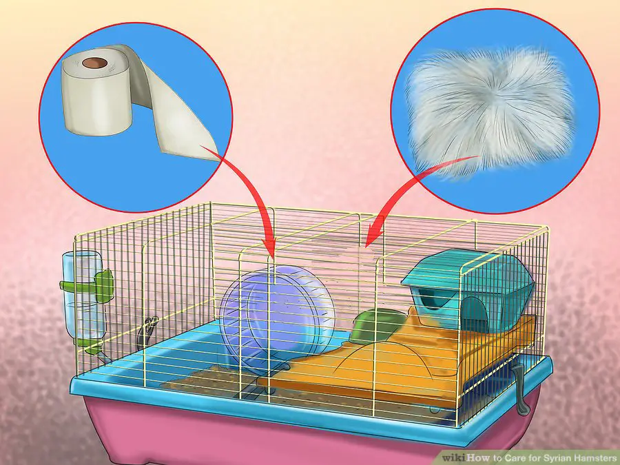  Get bedding for the cage