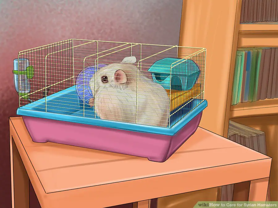  Locate the hamster's cage in a quiet place