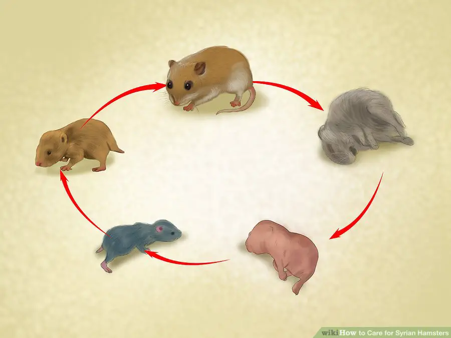  Be prepared for your hamster to live 2 to 3 years