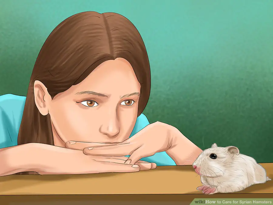 Start to interact with your hamster
