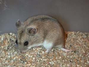 Chinese striped hamster