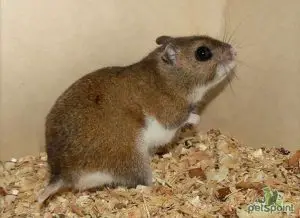 Gansu hamster