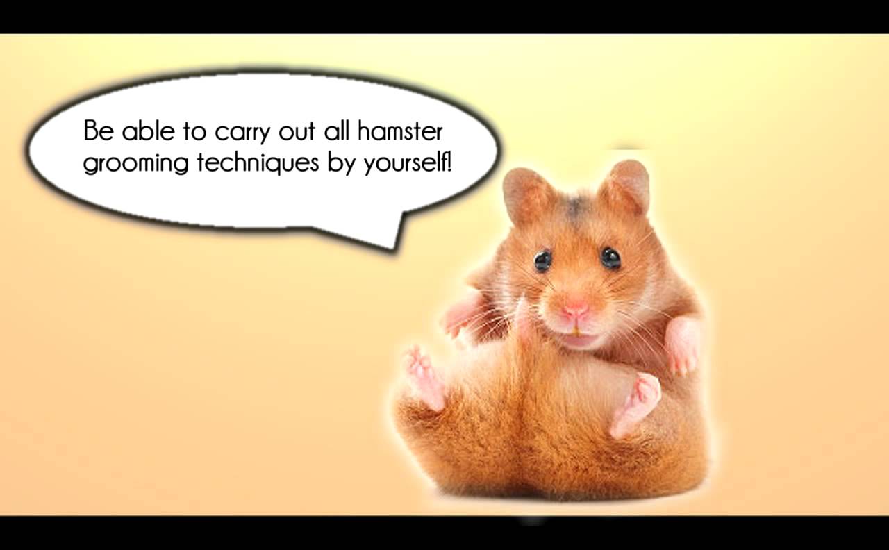 Hamster Care Guide For Beginners