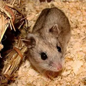 Chinese hamster