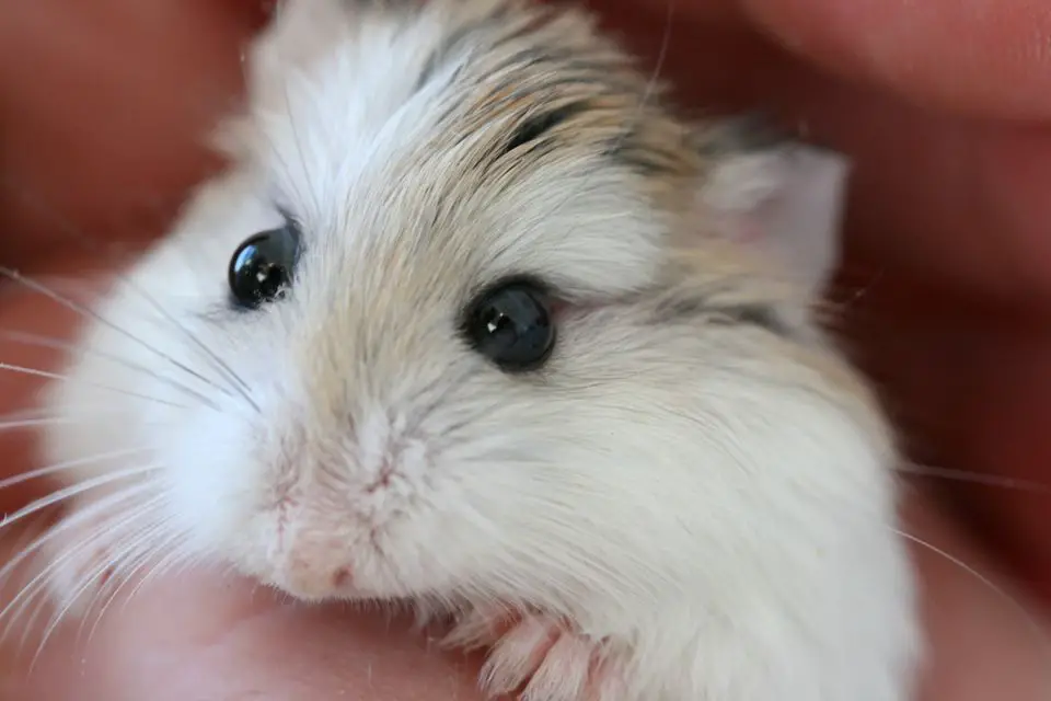 Robo Dwarf Hamster