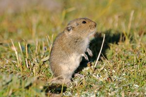 Tibetan dwarf hamster