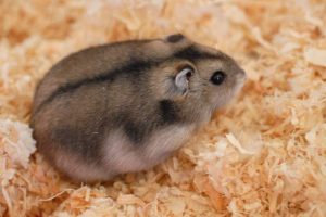 Winter white Russian dwarf hamster