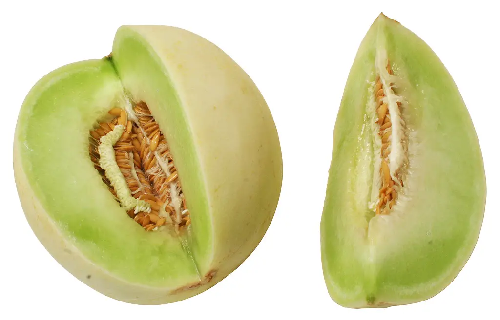 Can Hamsters Eat Honeydew Melon?