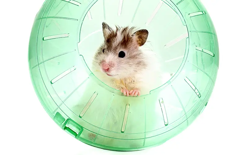 Hamster Toy Ideas