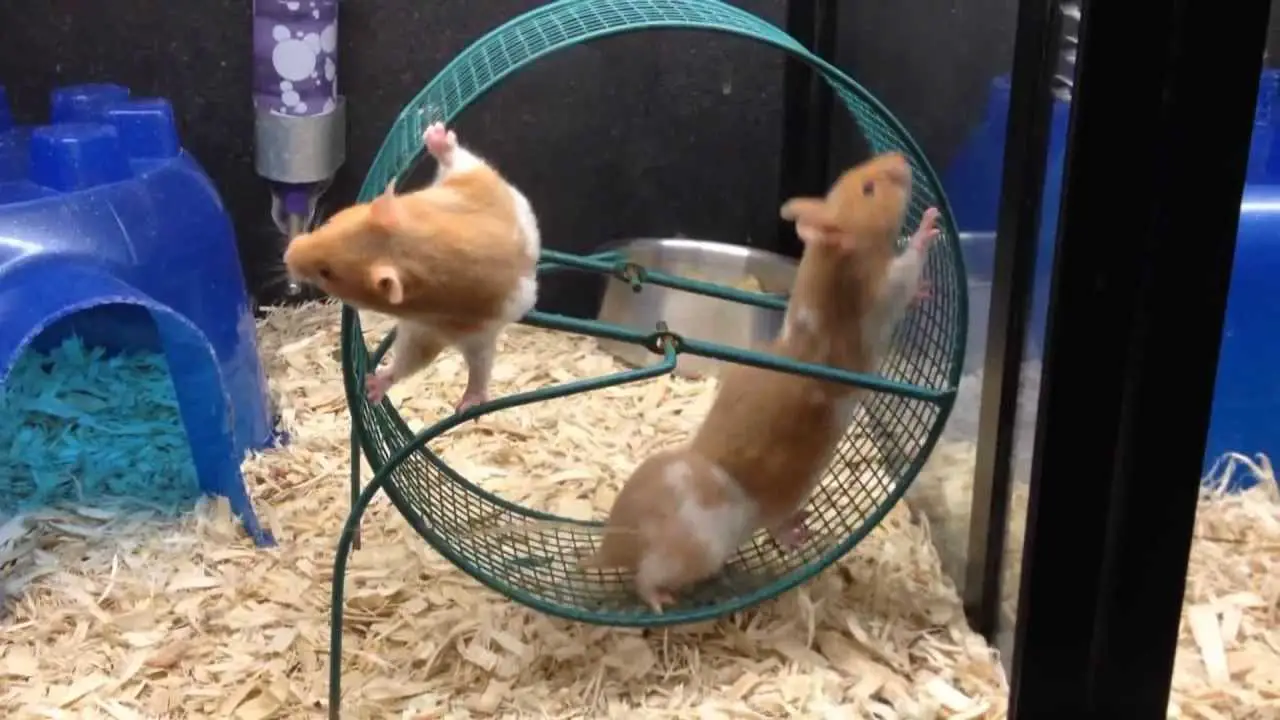 hamster wheel