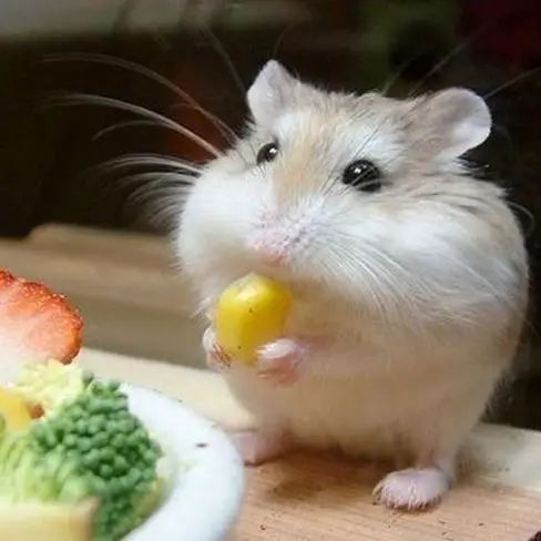 vegetables hamsters can eat