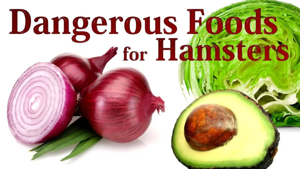 Top 14+ Dangerous Foods For Hamsters
