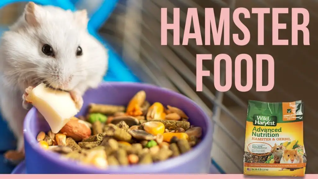 Hamster Diet and Nutrition