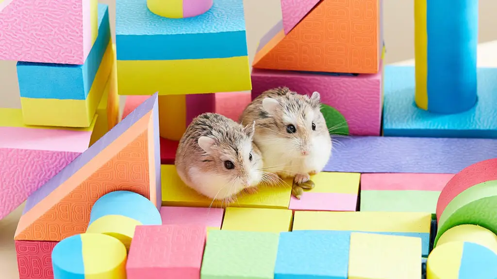 Hamster Socializing and Handling