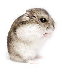 Roborovski Hamsters