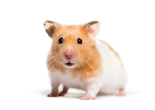 Syrian hamsters