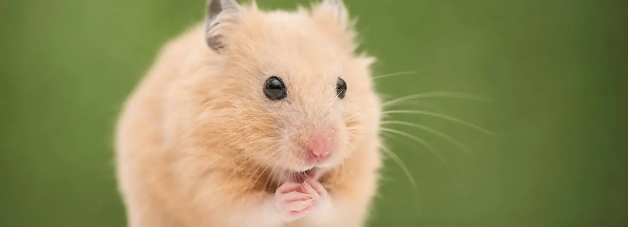 hamster care guide