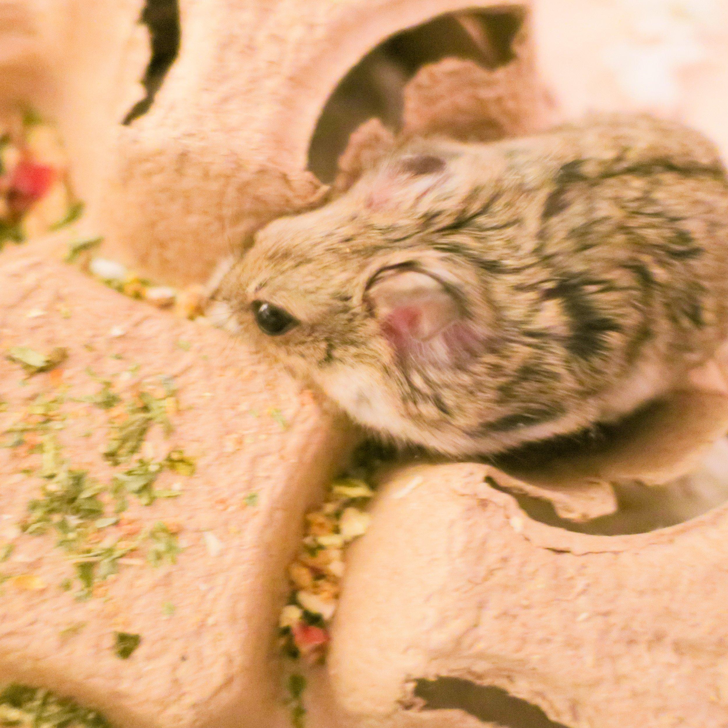 A hamster enclosure with a platform and a wheel on stilts