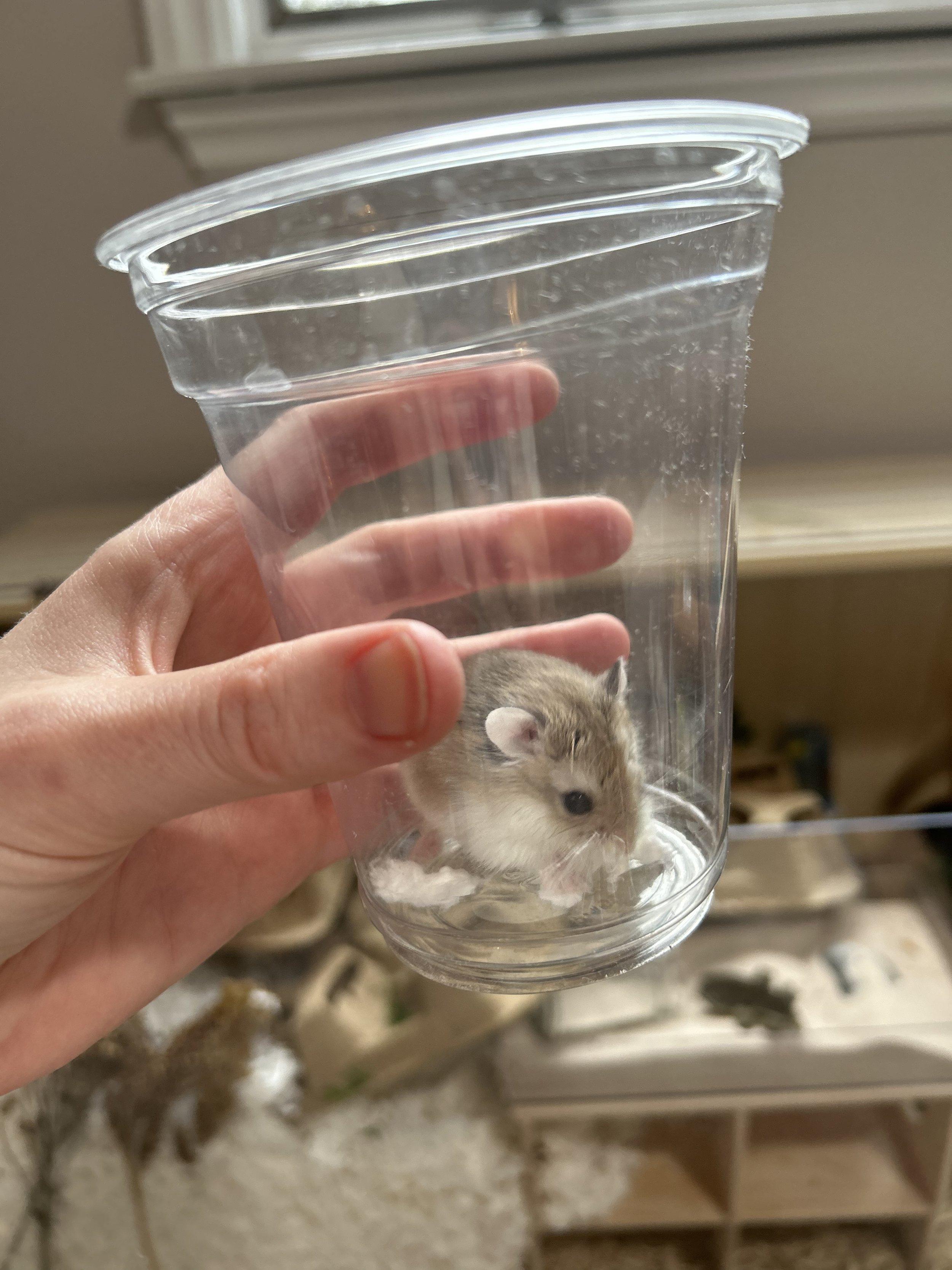  A hamster exploring its cage at night