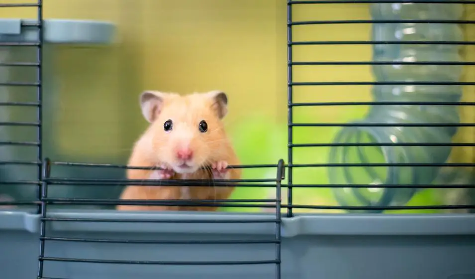 Cage pour hamster