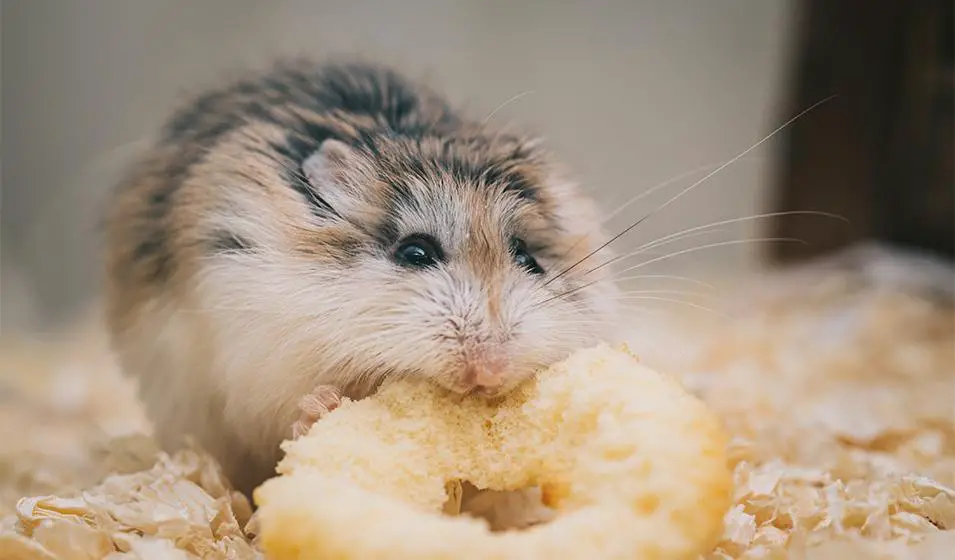 Hamster