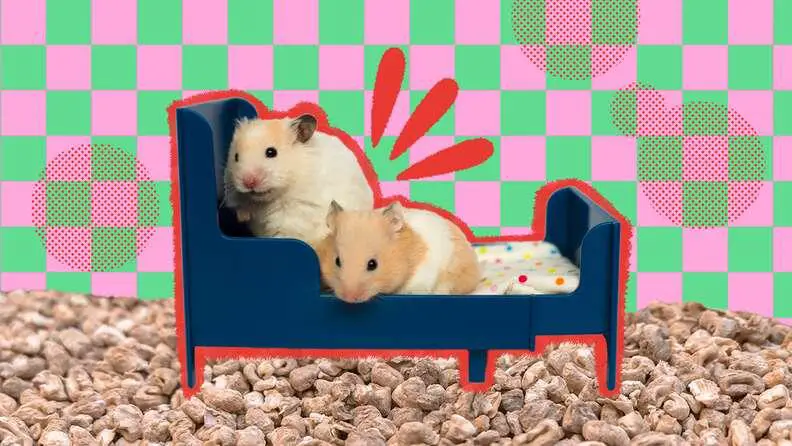 hamster bedding