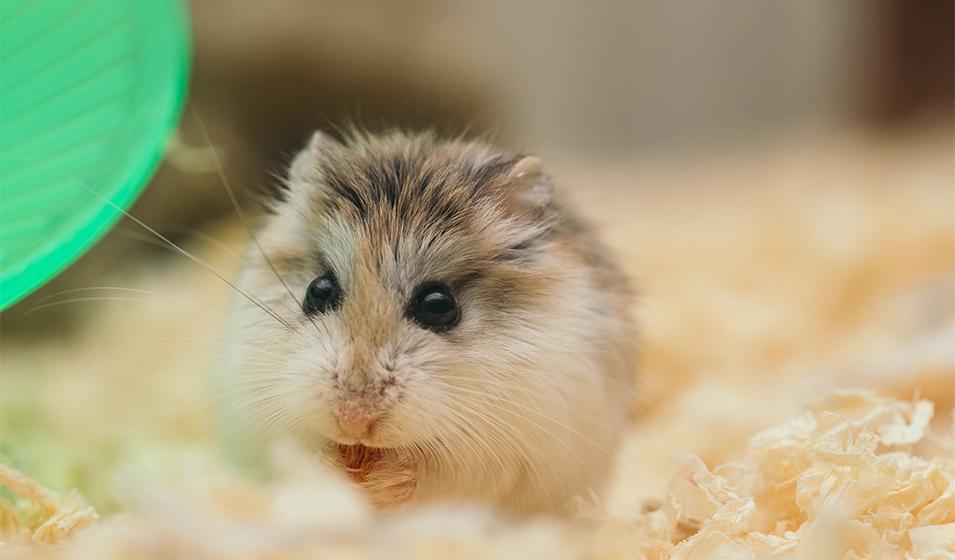 Hamster de Campbell