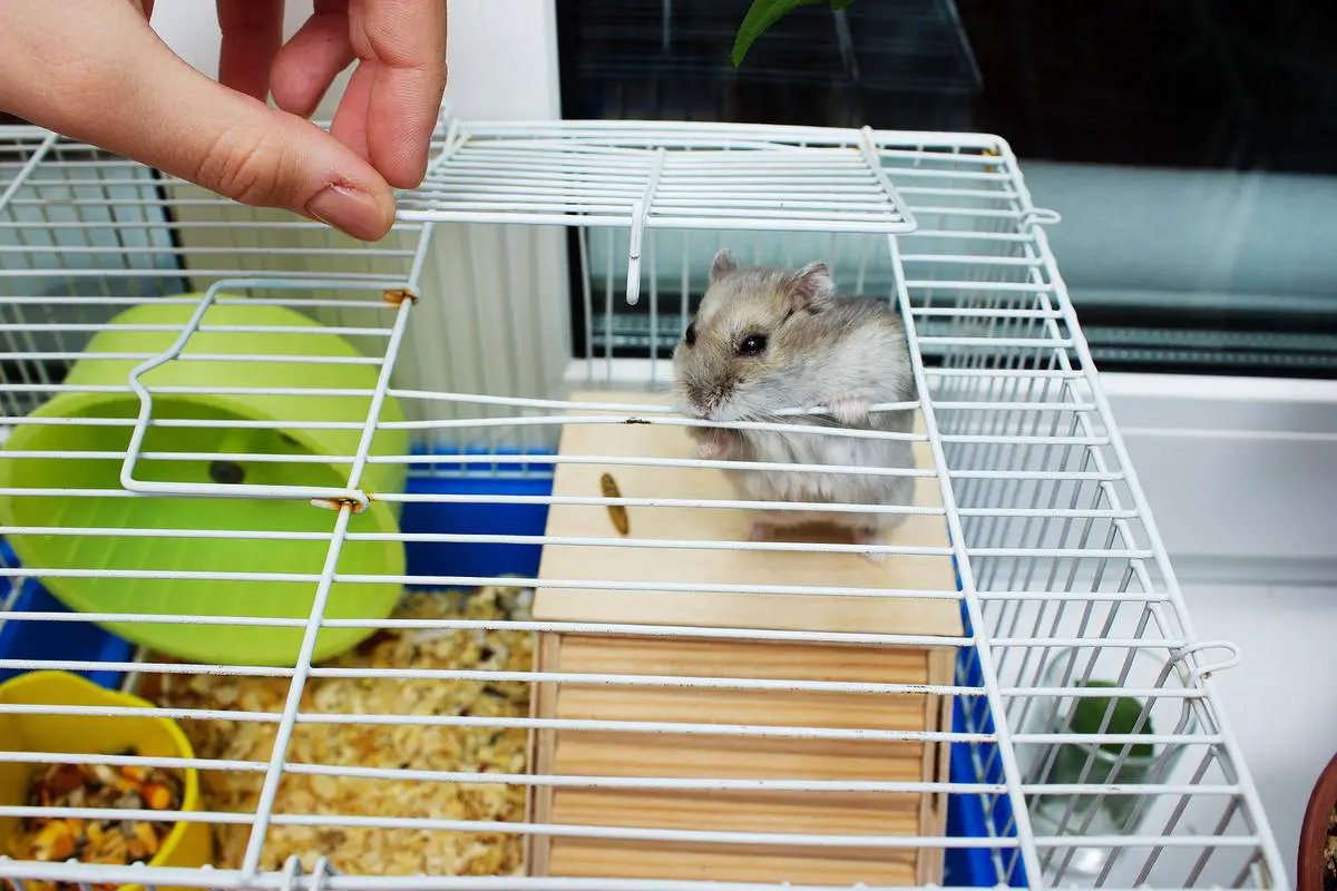 Jungar hamster in a cage