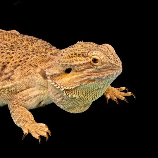 Reptile Supply Shop.webp__PID:092dc3c3-3e4c-4393-8511-32b65ce821b207