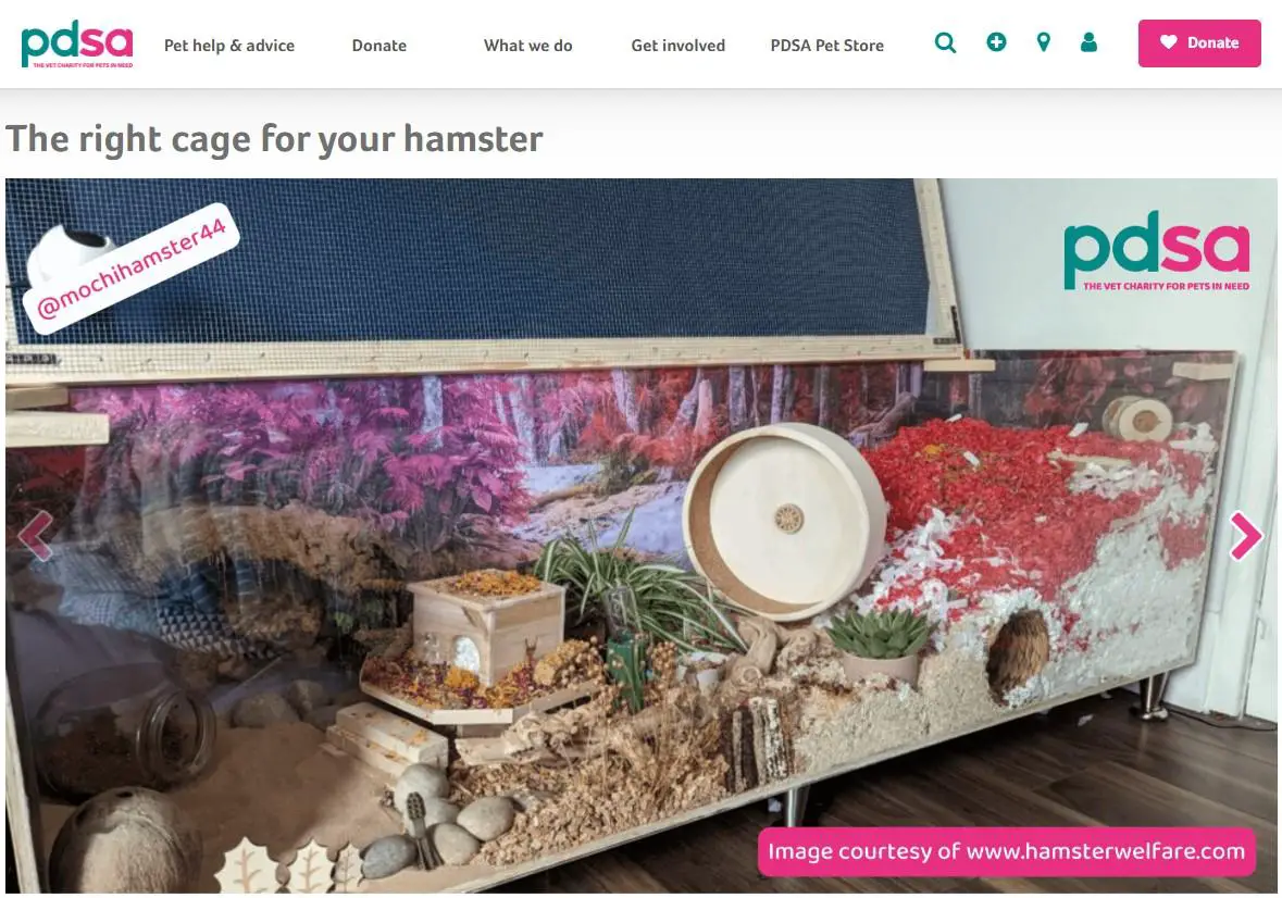 Screenshot of PDSA Hamster page